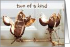 Two Of A Kind Pods card