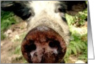 I Forgive You - Dirty Pig Nose card