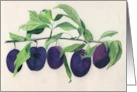 Sugar prune branch card
