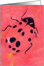 Ladybug, favorite insect card