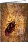 Lygus Bug Scratch Card
