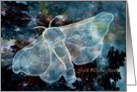 Blue Nocturnal Silk Worm Moth Card