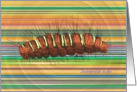 Seirarctia echo Caterpillar Striped Card