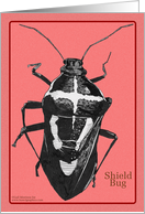 Shield Bug card