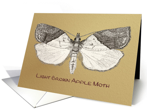 Light Brown Apple Moth card (260178)