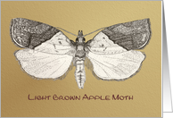 Light Brown Apple Moth card