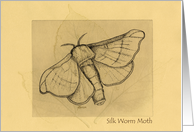 Silkworm Moth on Mulberry Leaves card