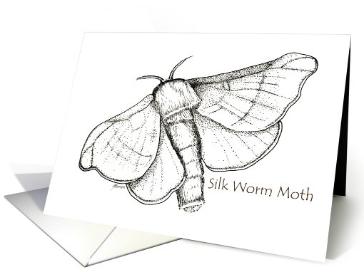 Silkworm Moth, black & white. card (641021)