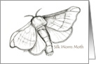 Silkworm Moth, black & white. card