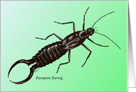 European Earwig drawing card