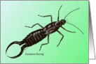 European Earwig drawing card