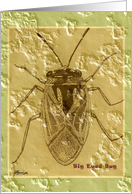 Big Eyed Bug card