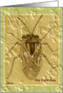Big Eyed Bug card