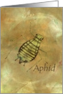 Aphid card