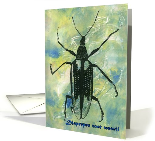 Diaprepes Root Weevil card (641597)