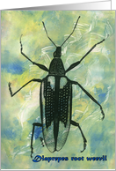 Diaprepes Root Weevil card