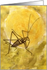 Sunny Cricket Jumper card