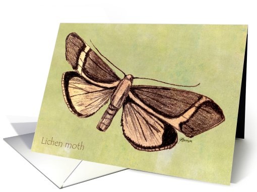 Lichen Moth, brown on pale green card (641796)