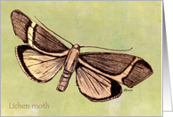 Lichen Moth, brown on pale green card