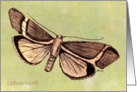Lichen Moth, brown on pale green card