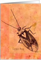 Lygus Bug on orange background card