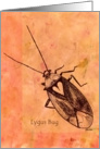 Lygus Bug on orange background card