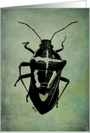 Blue Green Shield Bug Card