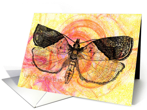 Light Brown Apple Moth yellow card (870582)