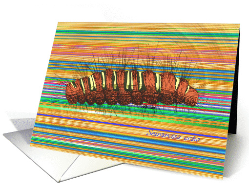 Seirarctia echo Caterpillar Striped card (870584)