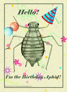 Birthday Aphid