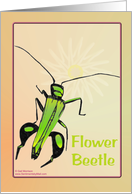 Flower Beetle