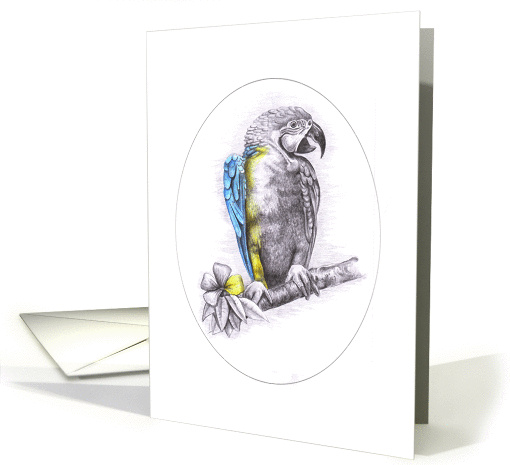 Touch of Colour - Parrot card (96210)