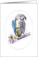Touch of Colour - Parrot card