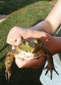 Look I Found a Frog...