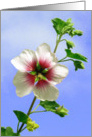 Flower Card for Any Occasion card