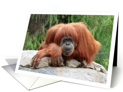 Funny Monkey Card for Any Occasion card (102265)