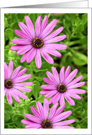 Flower Card for Any Occasion card