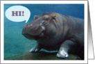 Hippo Card What’s Up / Hi / Hello card