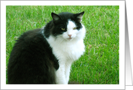 Blank Cat Card for Any Occasion card