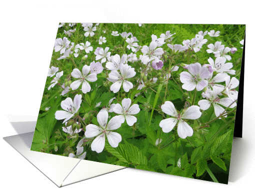 White Forest Flower Card for Any Occasion card (1383374)