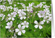 White Forest Flower...