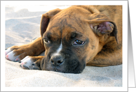 I’m Sorry Doggie Card