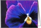 Pansy card