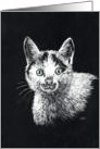 Black and White Kitten card