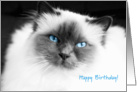 Perfect birman cat - happy birthday card