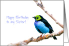 Blue and green tropical bird - Happy Birthday Sister card