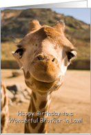 Smiling Young Giraffe - Happy Birthday Brother in Law card