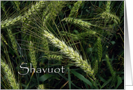 Shavuot - wheat card