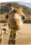 Smiling Young Giraffe - Get Well/Feel Better card