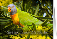 rainbow lorikeet - Happy 14th Birthday card